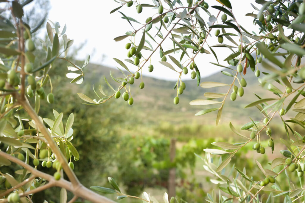 Detail of olive tree with green olives.