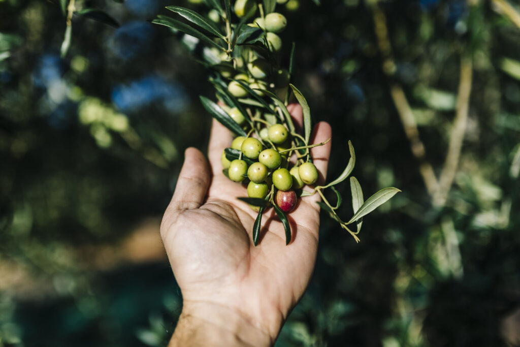 Man's hand holding twig with olives