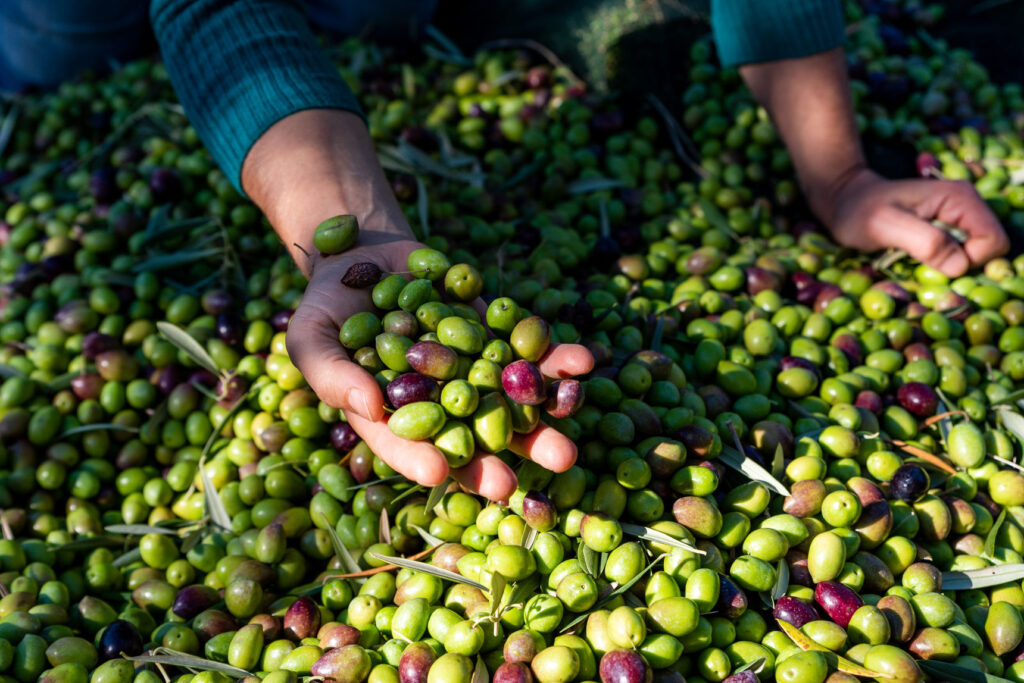 Woman keeps in her hands some of harvested fresh olives in a field, top view