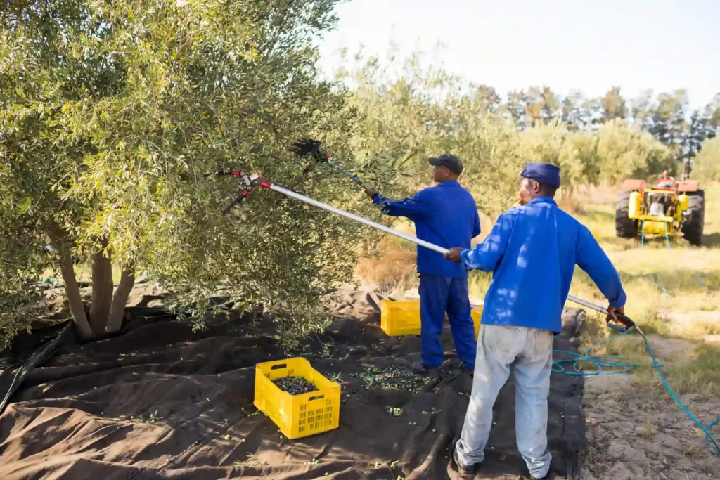 farmers-using-olive-picking-tool-while-harvesting-2026-01-09-10-09-16-utc